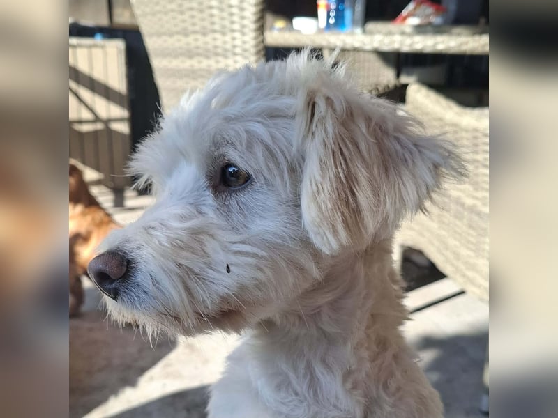 Willow - verdient ein eigenes Körbchen