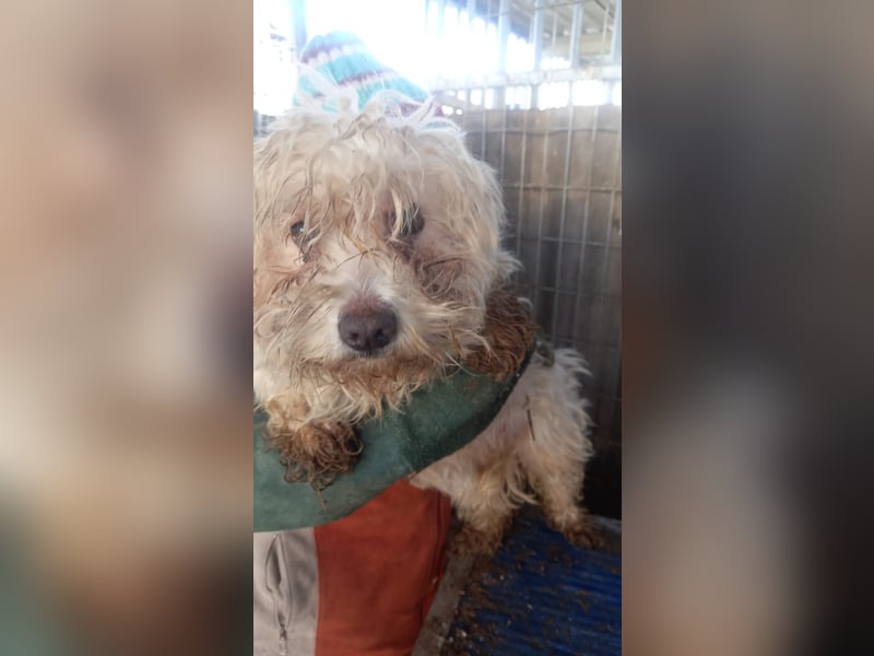 Matild, liebes Maltesermädchen geb. 2018