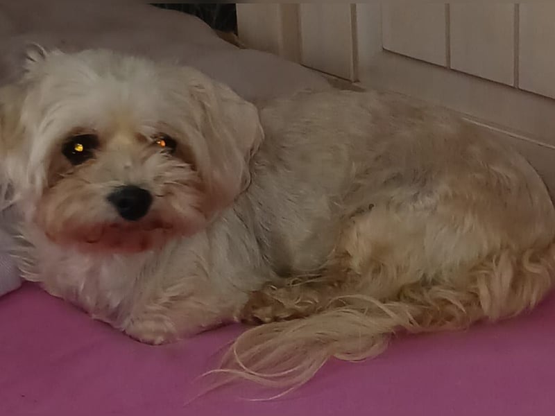 Liza, schüchterne Malteser Hündin geb. 03/2019