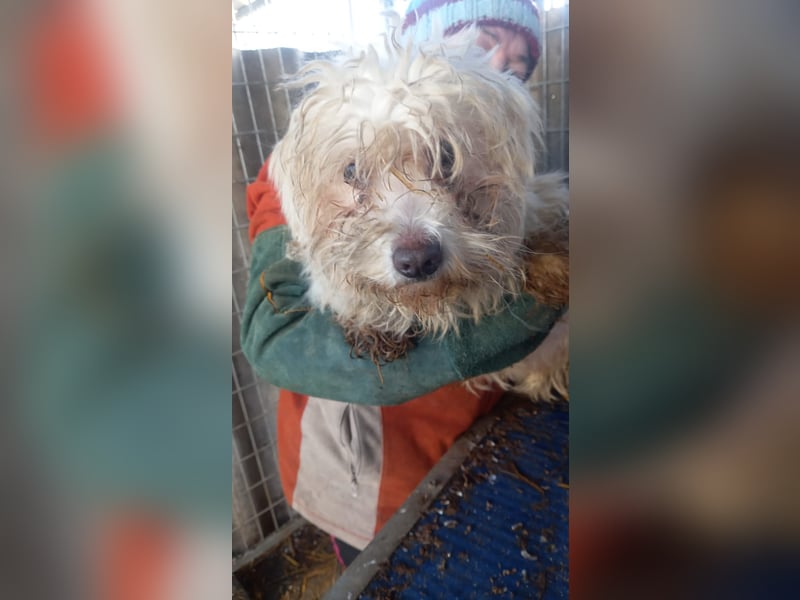 Matild, liebes Maltesermädchen geb. 2018