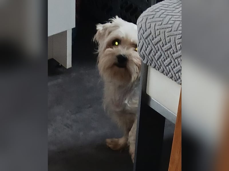 Liza, schüchterne Malteser Hündin geb. 03/2019
