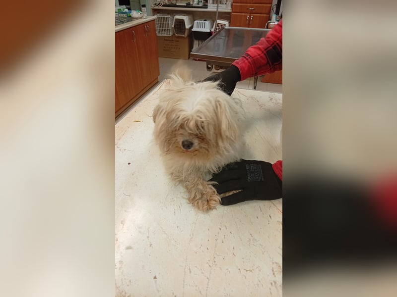 Ariel, kleines  Malteser Mädchen geb. 2017