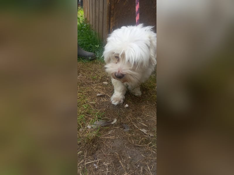 Herceg, süßer Maöteser Rüde geb. 2020