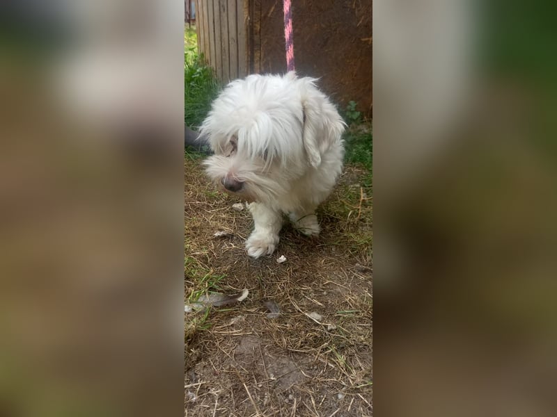 Herceg, süßer Maöteser Rüde geb. 2020