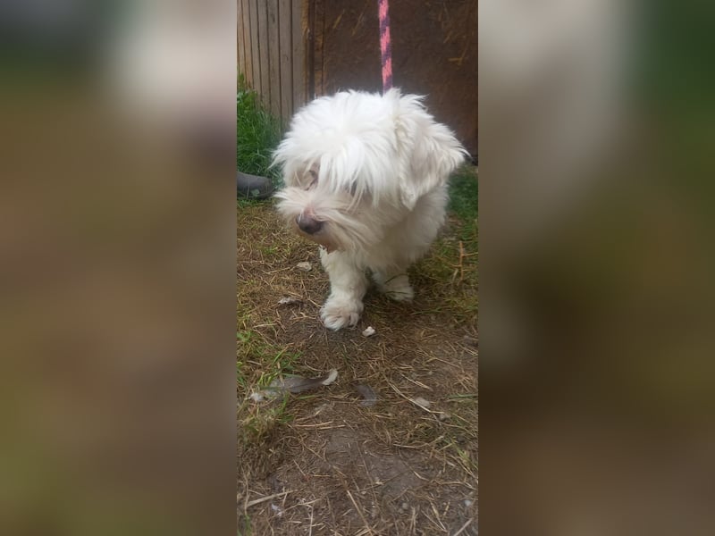 Herceg, süßer Maöteser Rüde geb. 2020