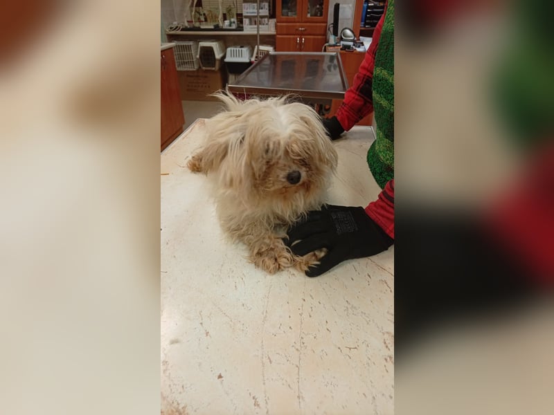 Ariel, kleines  Malteser Mädchen geb. 2017