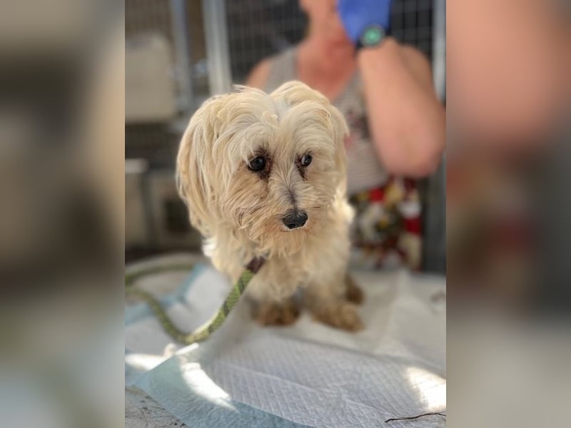 Daisy, kleines Malteser Mädchen geb. 2020