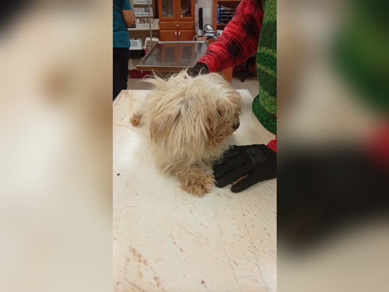 Ariel, kleines  Malteser Mädchen geb. 2017