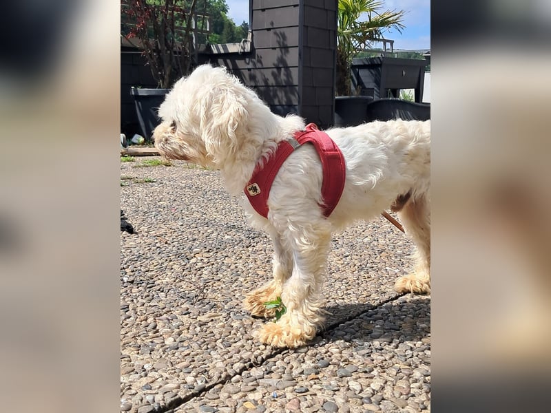 Alex ( Alejandro) schüchterner Malteser Junge geb. 06/2021