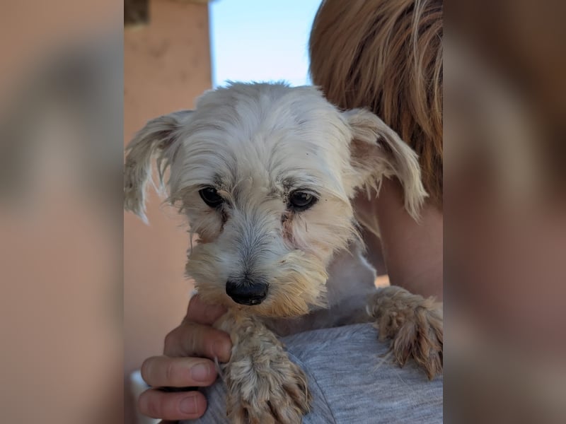 Ella, liebe, kleine Malteser Hündin geb. 12/2019