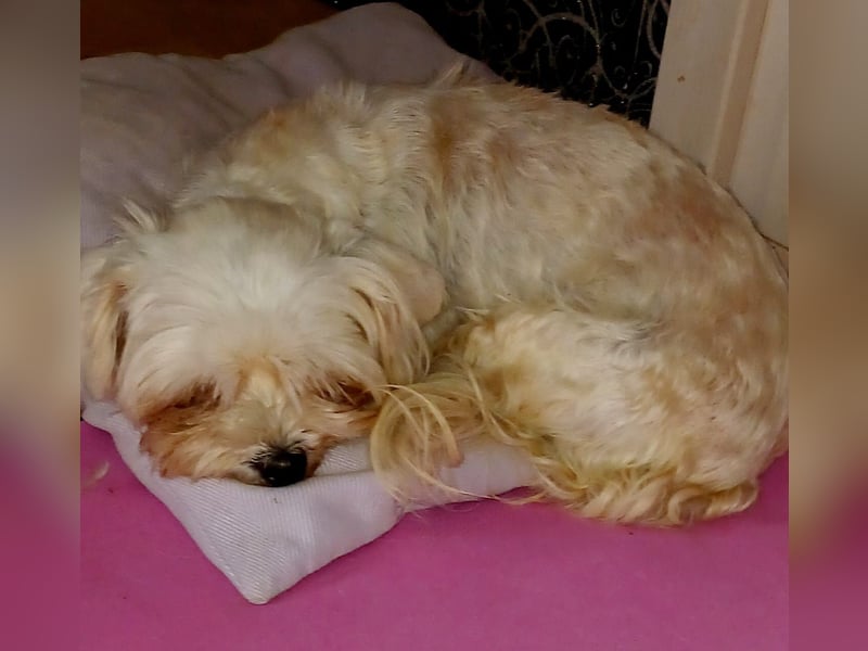 Liza, schüchterne Malteser Hündin geb. 03/2019