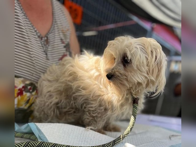 Daisy, kleines Malteser Mädchen geb. 2020