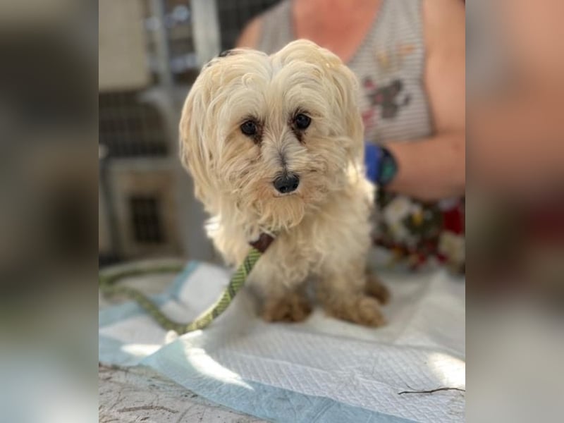 Daisy, kleines Malteser Mädchen geb. 2020