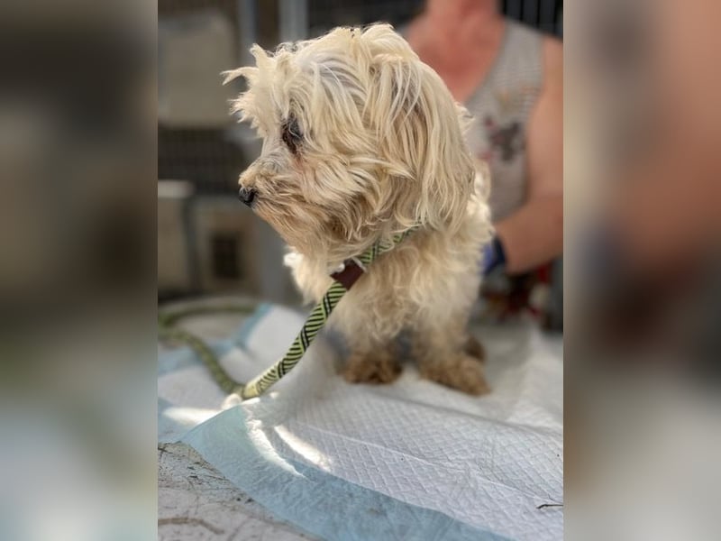 Daisy, kleines Malteser Mädchen geb. 2020