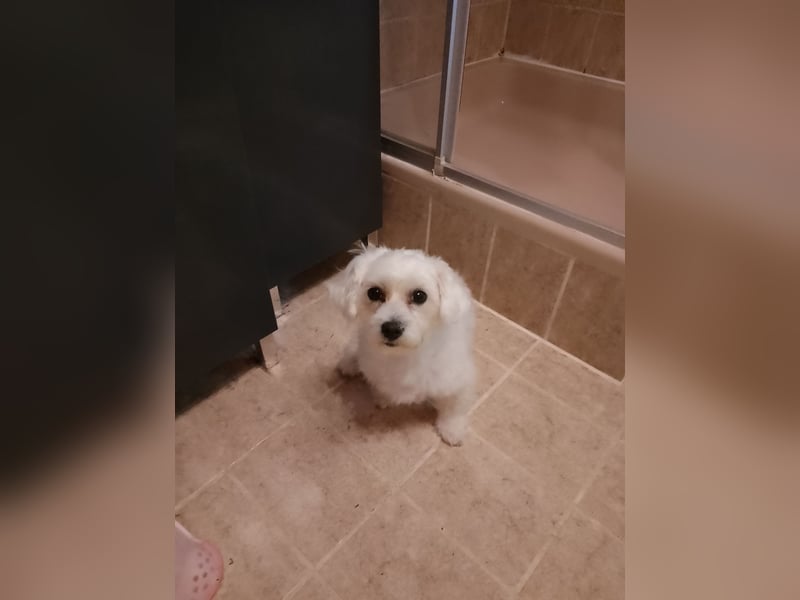 Malteser Weibchen Amy