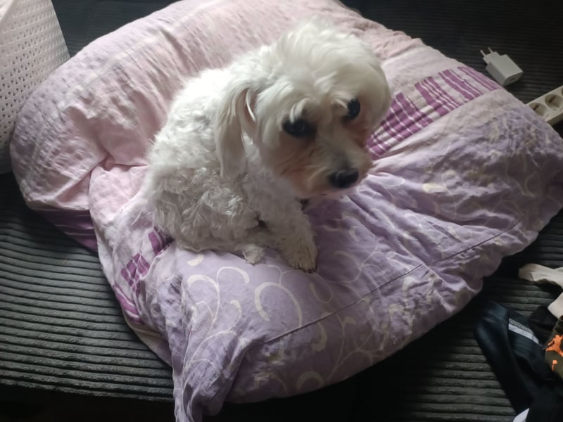 Herzensbrecherin auf Pfoten: Malteserhündin Amy (5 Jahre) sucht ihr Für-immer-Zuhause