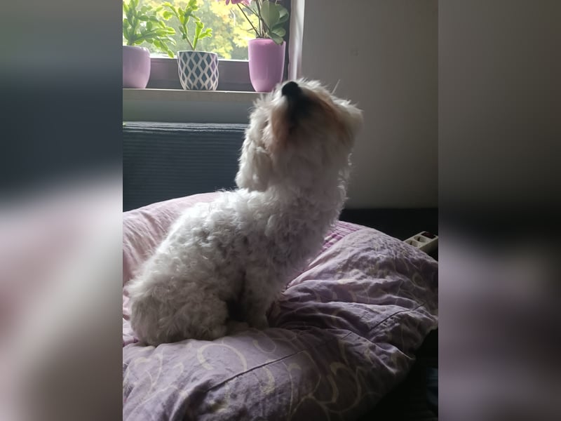 Herzensbrecherin auf Pfoten: Malteserhündin Amy (5 Jahre) sucht ihr Für-immer-Zuhause