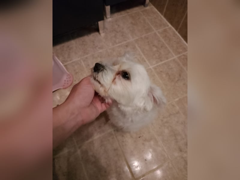 Malteser Weibchen Amy