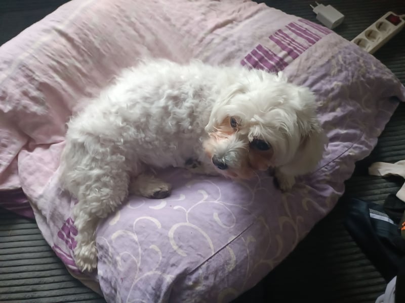 Herzensbrecherin auf Pfoten: Malteserhündin Amy (5 Jahre) sucht ihr Für-immer-Zuhause