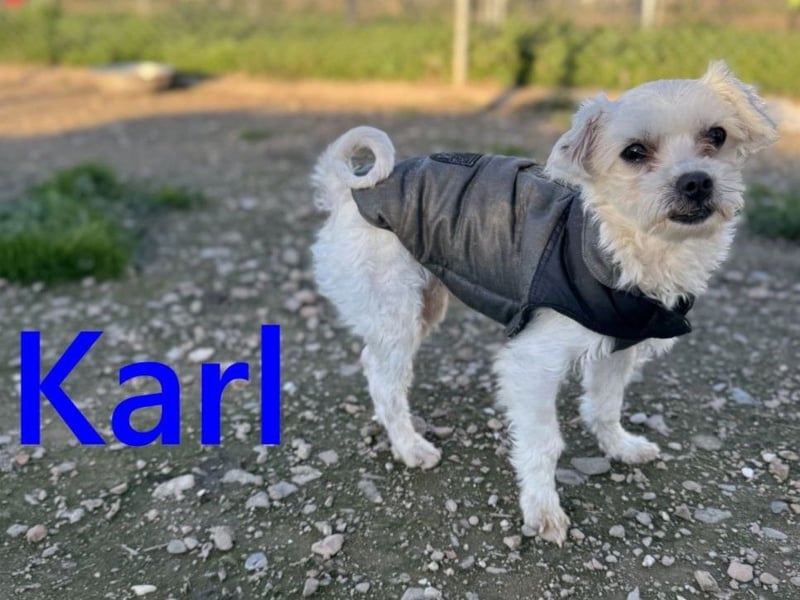 Karl geb. 11/2023 (ESP) - verschmuster und aufgeschlossener, kleiner Malteser!