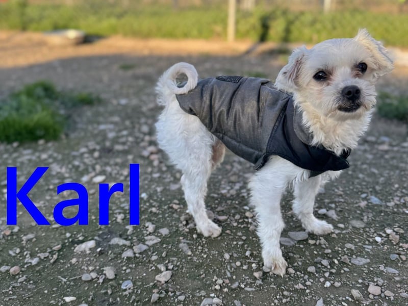 Karl geb. 11/2023 (ESP) - verschmuster und aufgeschlossener, kleiner Malteser!