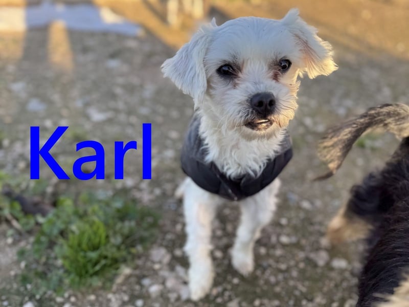 Karl geb. 11/2023 (ESP) - verschmuster und aufgeschlossener, kleiner Malteser!