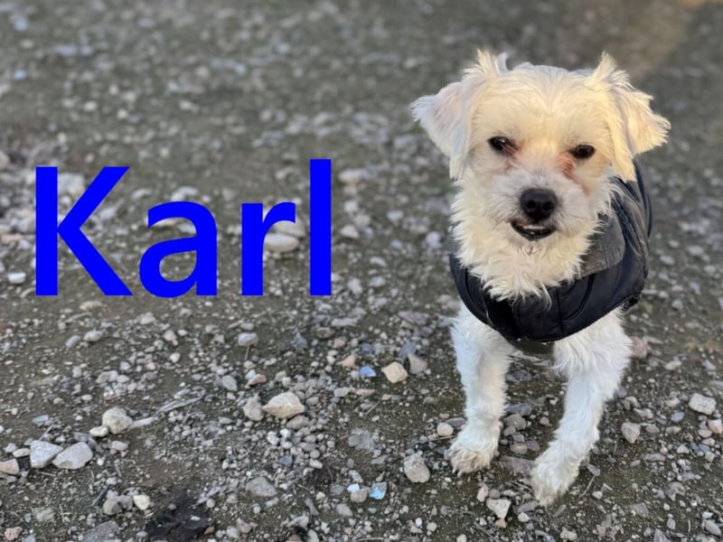 Karl geb. 11/2023 (ESP) - verschmuster und aufgeschlossener, kleiner Malteser!