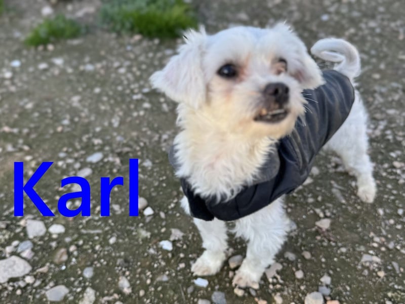 Karl geb. 11/2023 (ESP) - verschmuster und aufgeschlossener, kleiner Malteser!