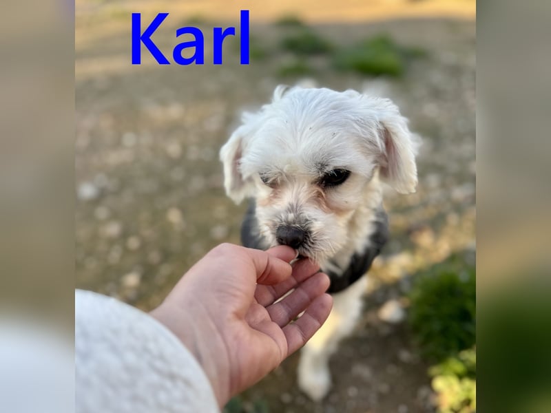 Karl geb. 11/2023 (ESP) - verschmuster und aufgeschlossener, kleiner Malteser!