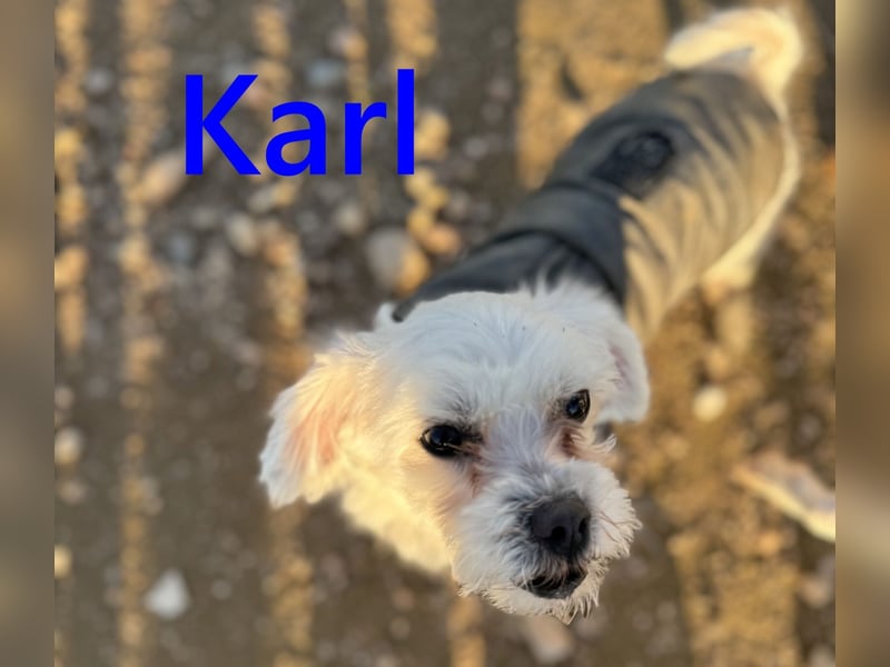 Karl geb. 11/2023 (ESP) - verschmuster und aufgeschlossener, kleiner Malteser!