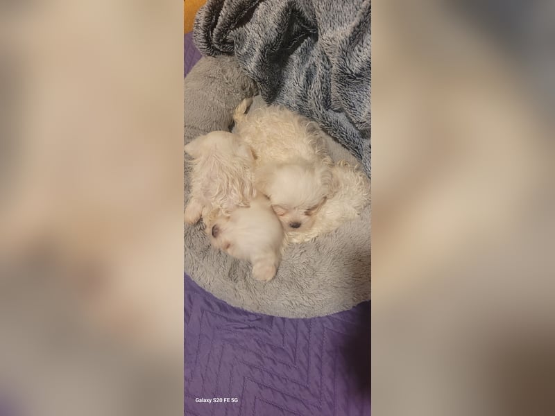 Bichon mini toy 2,5kg