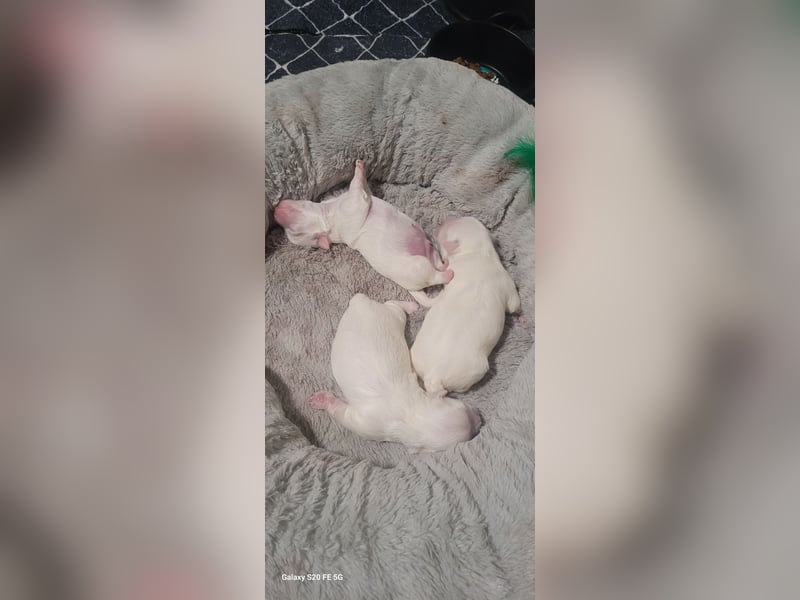 Bichon mini toy 2,5kg