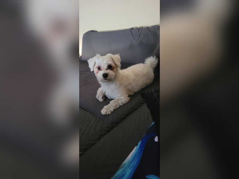 Bichon mini toy 2,5kg