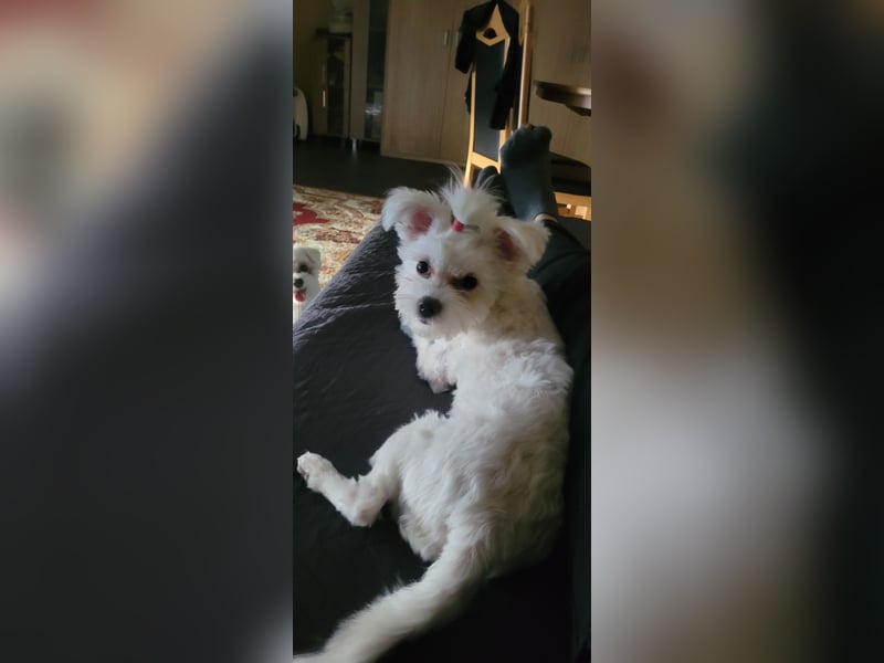 Bichon mini toy 2,5kg