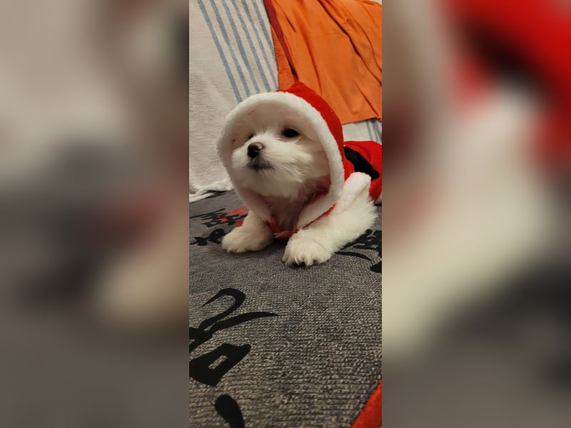 Bichon mini toy 2,5kg