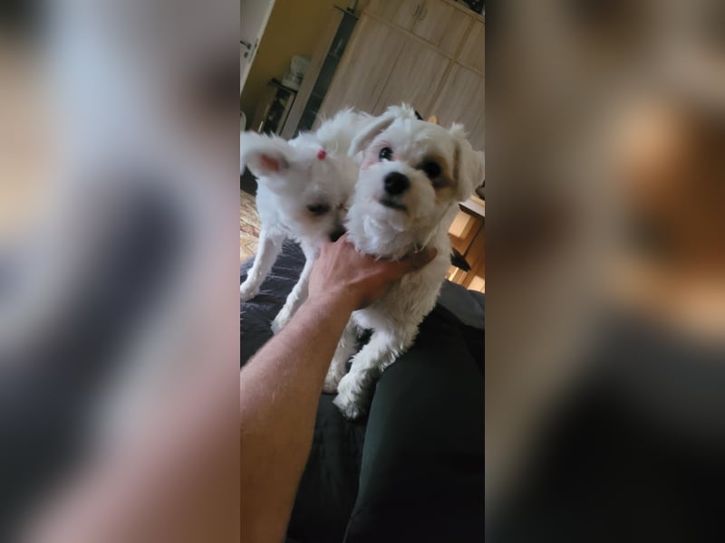 Bichon mini toy 2,5kg