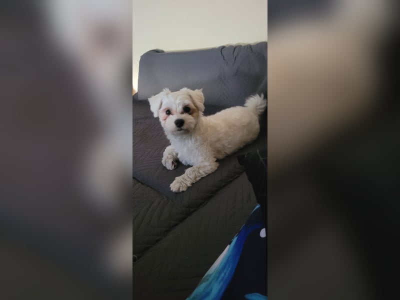 Bichon mini toy 2,5kg