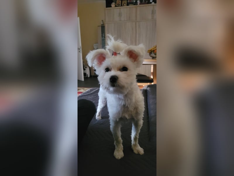 Bichon mini toy 2,5kg