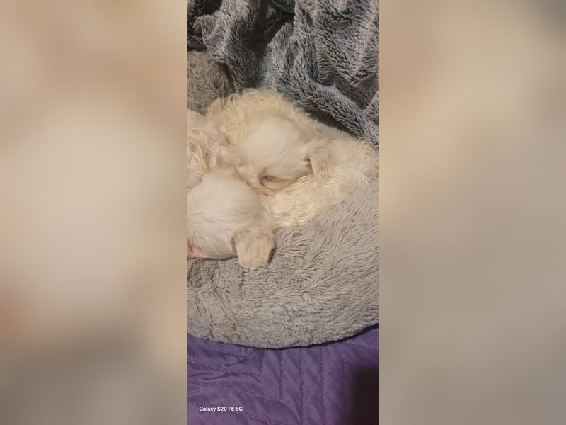 Bichon mini toy 2,5kg