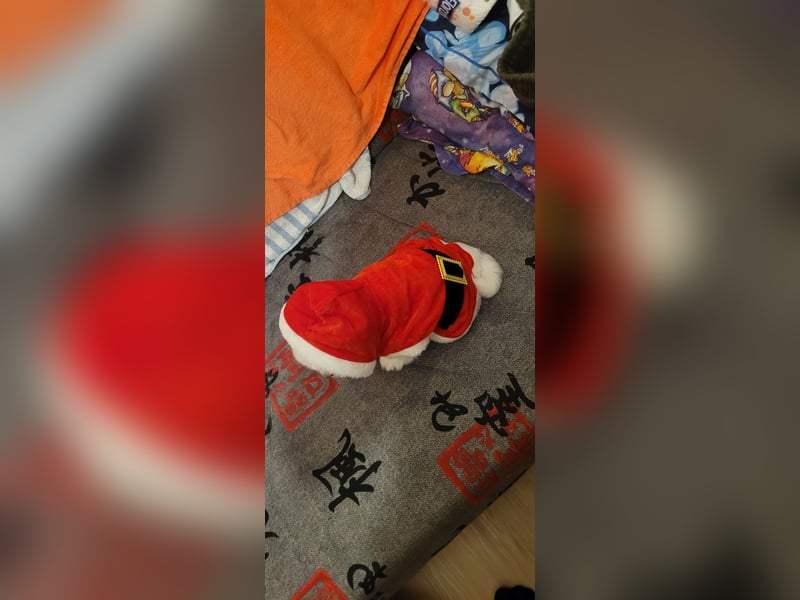 Bichon mini toy 2,5kg