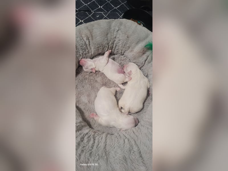 Bichon mini toy 2,5kg