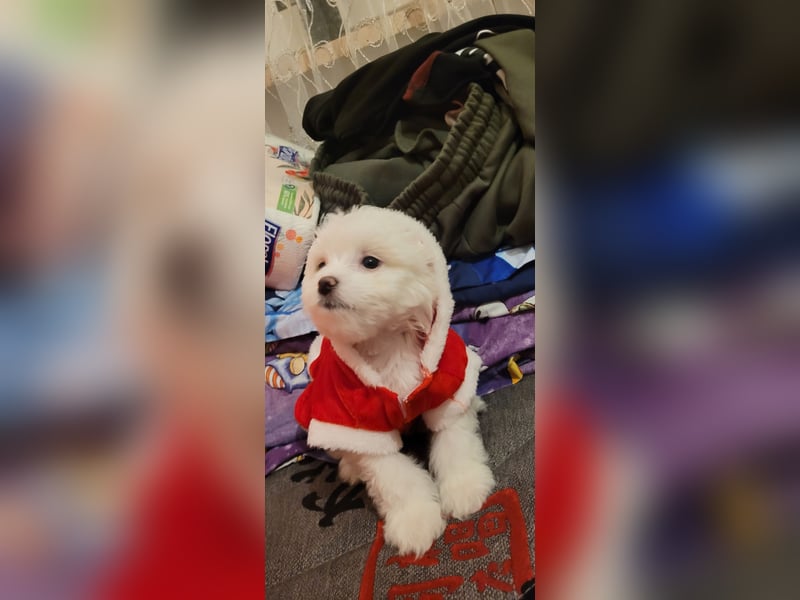 Bichon mini toy 2,5kg