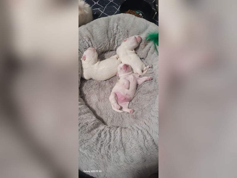 Bichon mini toy 2,5kg