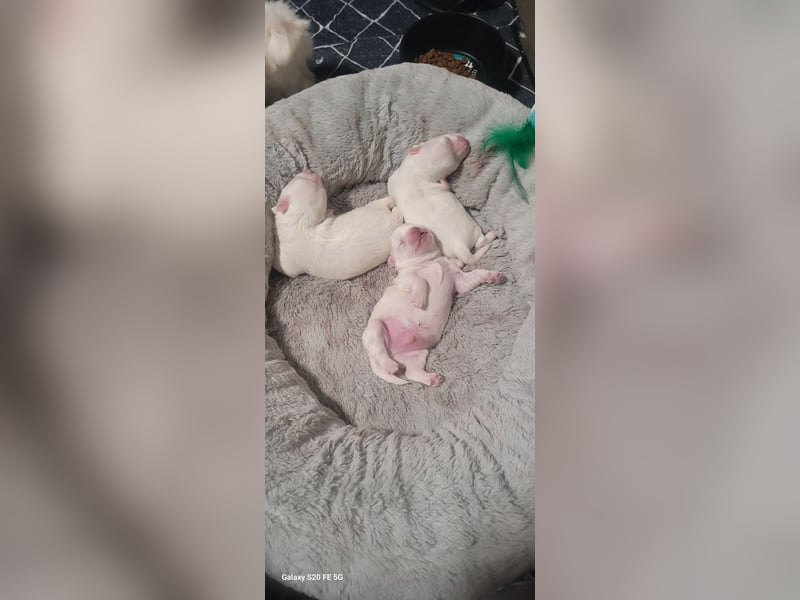 Bichon mini toy 2,5kg