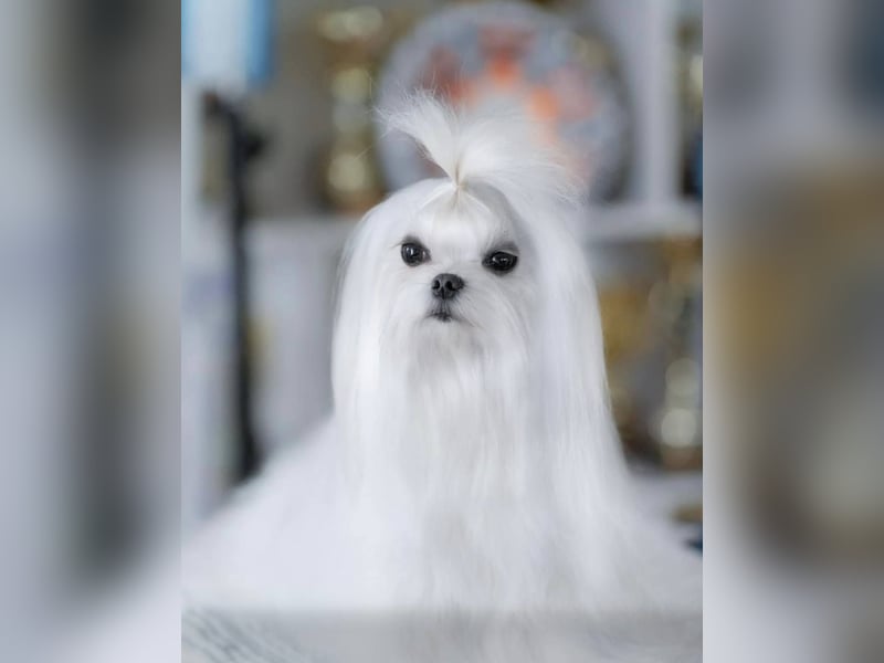 Malteser Welpe Mini von Champions