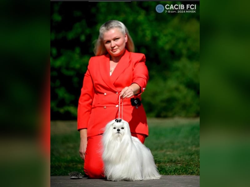 Malteser Welpe Mini von Champions