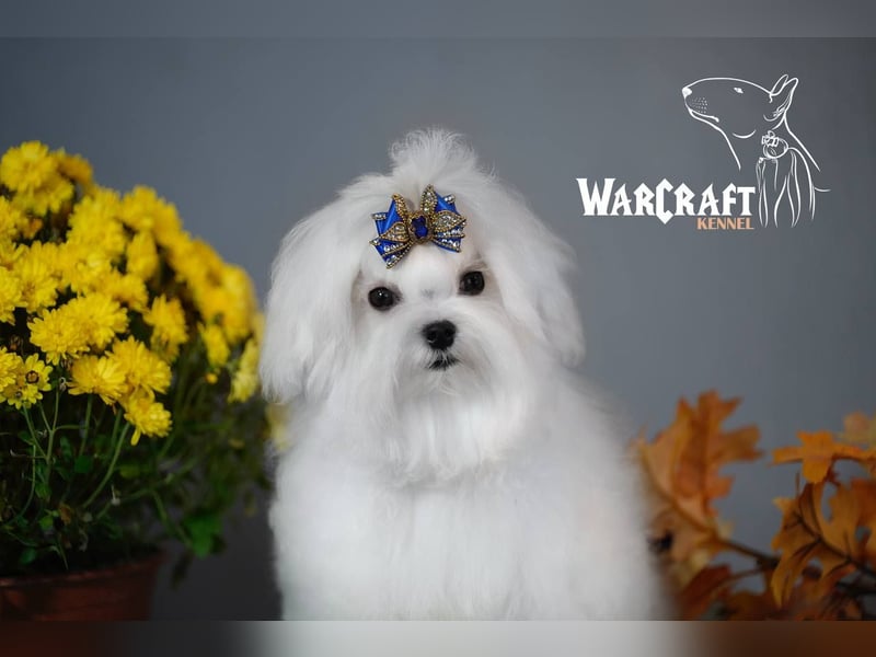 Malteser Welpe Mini von Champions