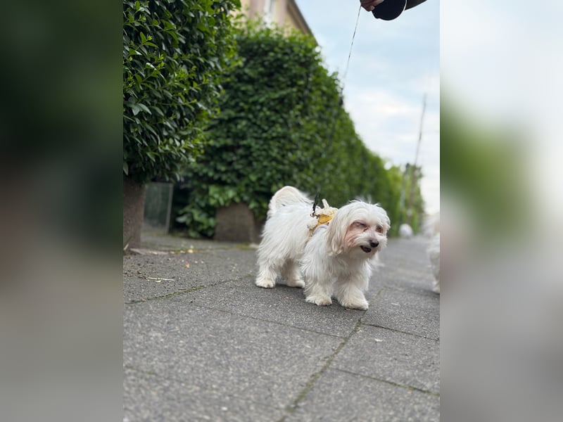 Süße Malteser-Hündin, 1 Jahr alt, stubenrein und liebevoll