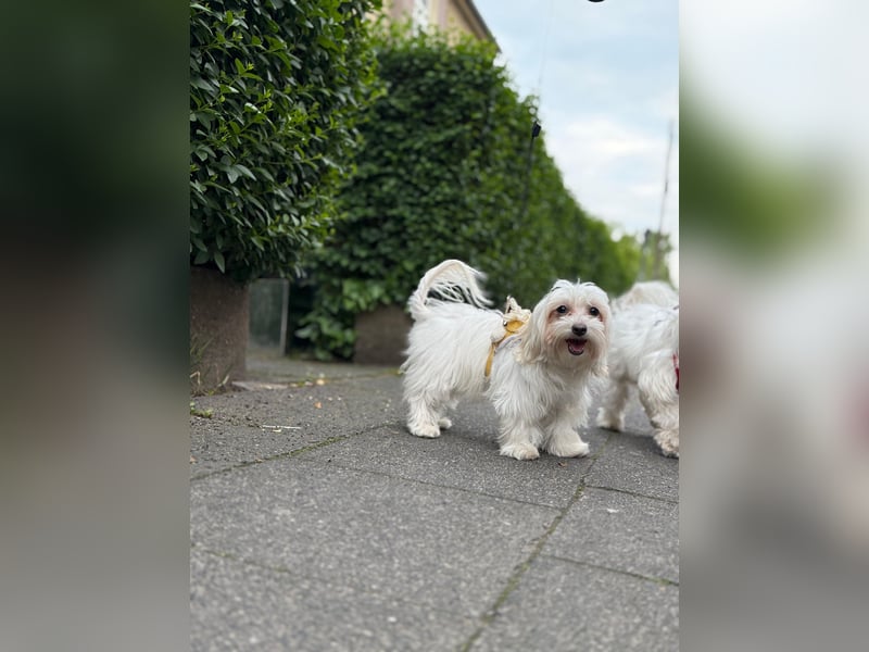 Süße Malteser-Hündin, 1 Jahr alt, stubenrein und liebevoll