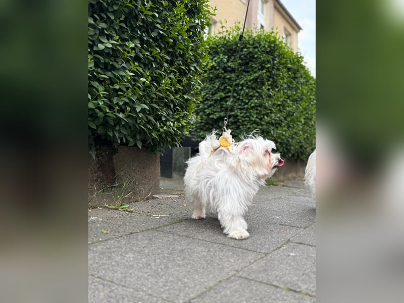 Süße Malteser-Hündin, 1 Jahr alt, stubenrein und liebevoll